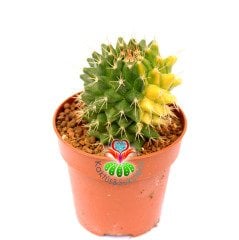 Mammillaria Polythele Variegata 8 cm Saksıda Koleksiyon Kaktüsü