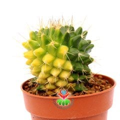 Mammillaria Polythele Variegata 8 cm Saksıda Koleksiyon Kaktüsü