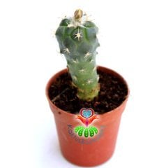 Kaktüs,Turbinicarpus Lophophoroides-Turuncu- Beyaz Renk Çiçek Açar-Çok Nadir Tür -5,5 cm Saksıda-