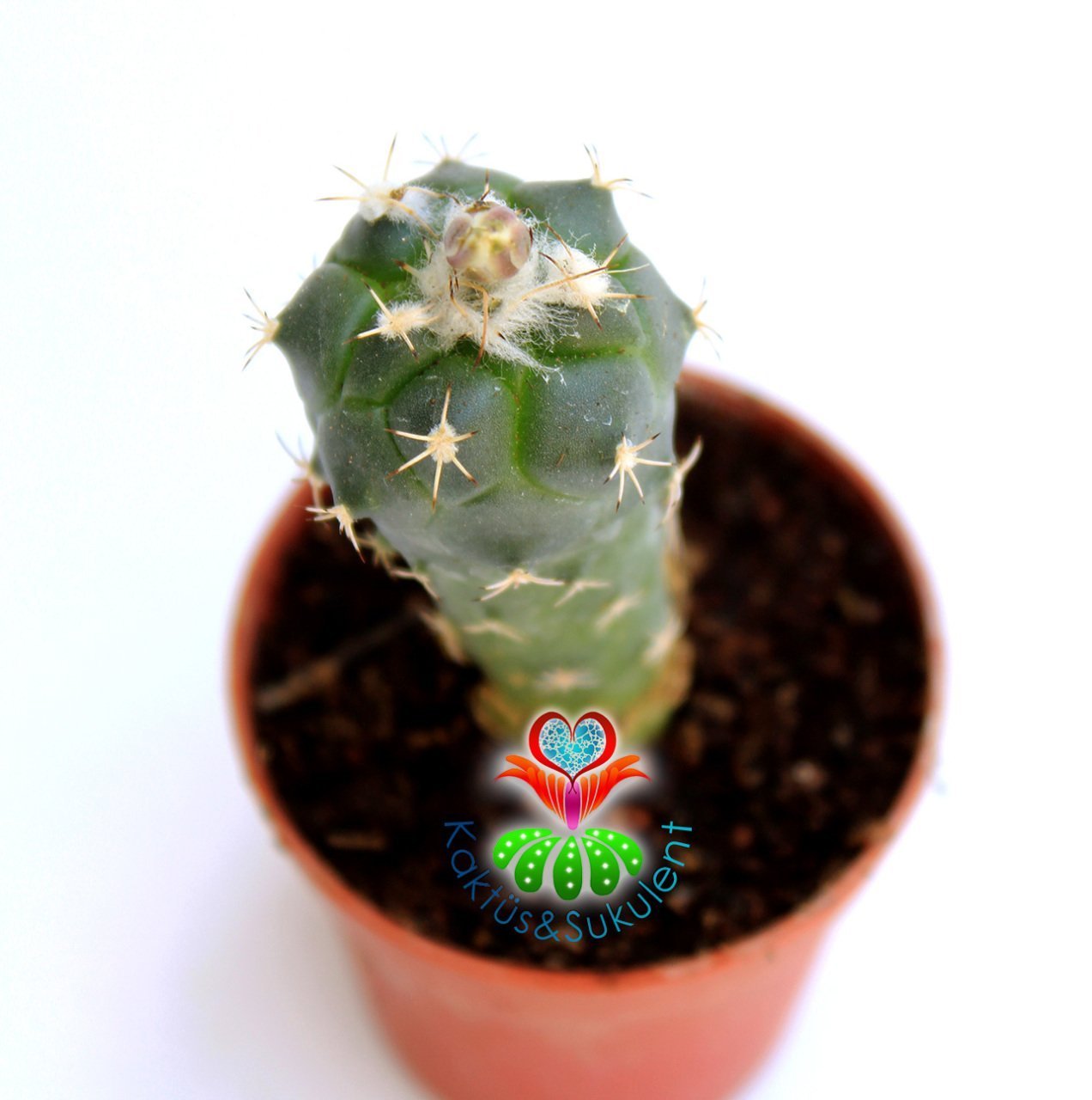 Kaktüs,Turbinicarpus Lophophoroides-Turuncu- Beyaz Renk Çiçek Açar-Çok Nadir Tür -5,5 cm Saksıda-