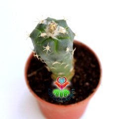 Kaktüs,Turbinicarpus Lophophoroides-Turuncu- Beyaz Renk Çiçek Açar-Çok Nadir Tür -5,5 cm Saksıda-