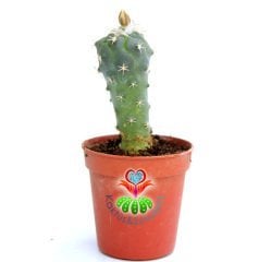 Kaktüs,Turbinicarpus Lophophoroides-Turuncu- Beyaz Renk Çiçek Açar-Çok Nadir Tür -5,5 cm Saksıda-