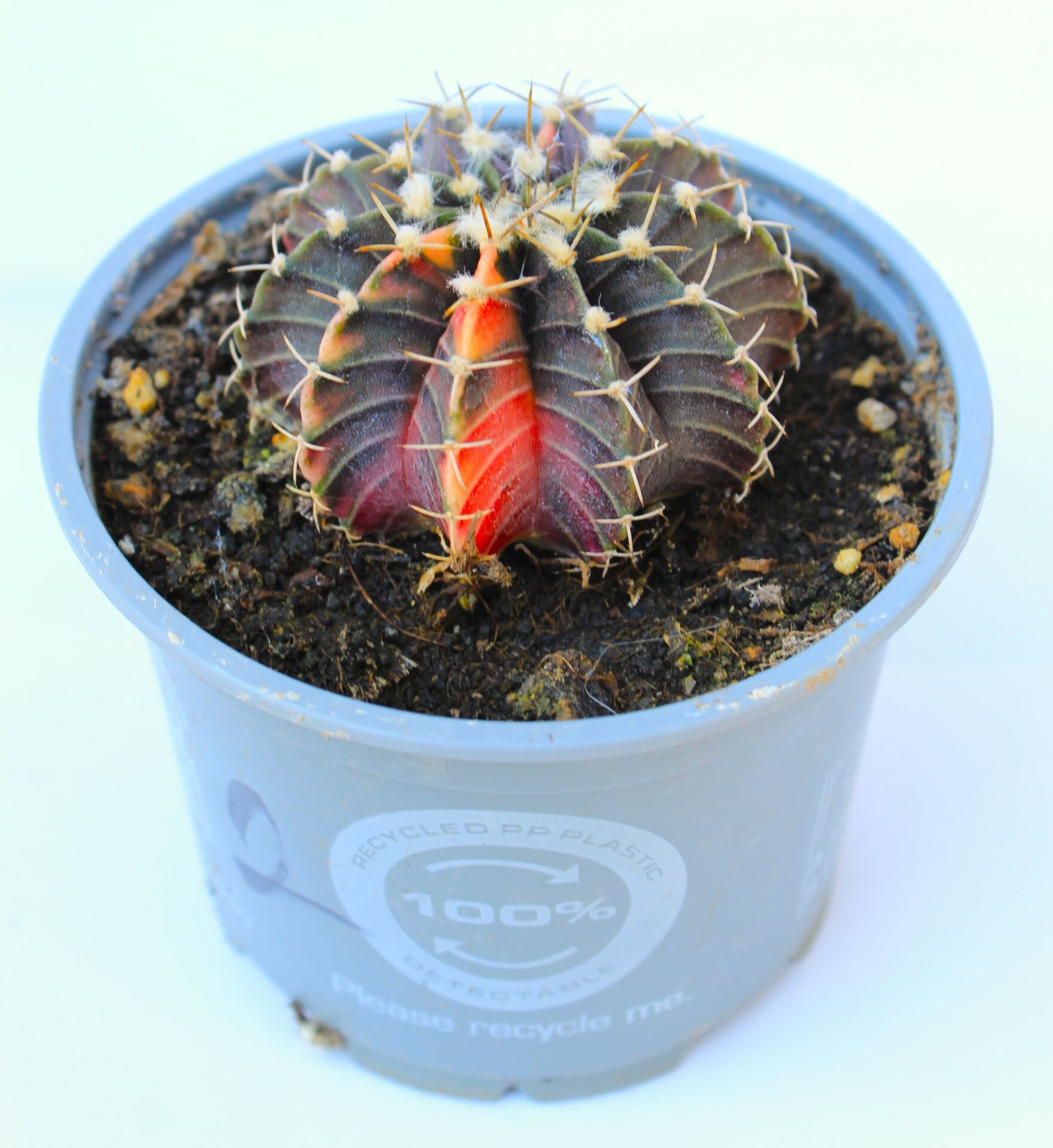 Gymnocalycium mihanovichii Variegata cv.lb2178-10,5cm Saksılı Doğal Nadir Tür Kaktüs
