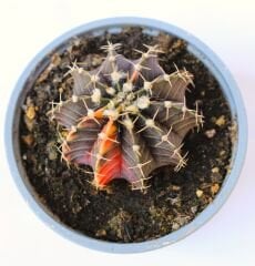 Gymnocalycium mihanovichii Variegata cv.lb2178-10,5cm Saksılı Doğal Nadir Tür Kaktüs