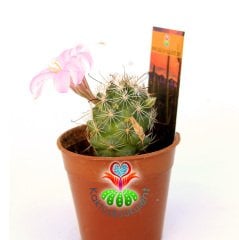 Mammillaria Schumannii Pembe Çiçek Açar 5,5 cm Saksılı