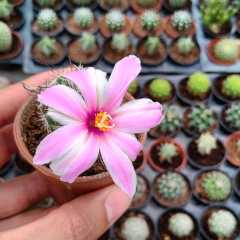 Mammillaria Schumannii Pembe Çiçek Açar 5,5 cm Saksılı