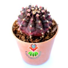 Gymnocalycium Mihanovichii  T- Lux 700 5,5 cm Saksılı Nadir Tür