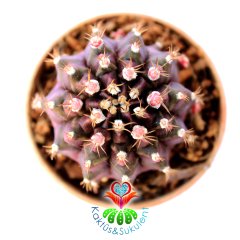 Gymnocalycium Mihanovichii  T- Lux 700 5,5 cm Saksılı Nadir Tür