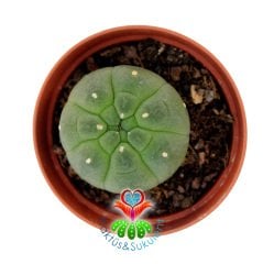 Matucana Madisoniorum Dikensiz 5,5 cm Saksılı Kaktüs