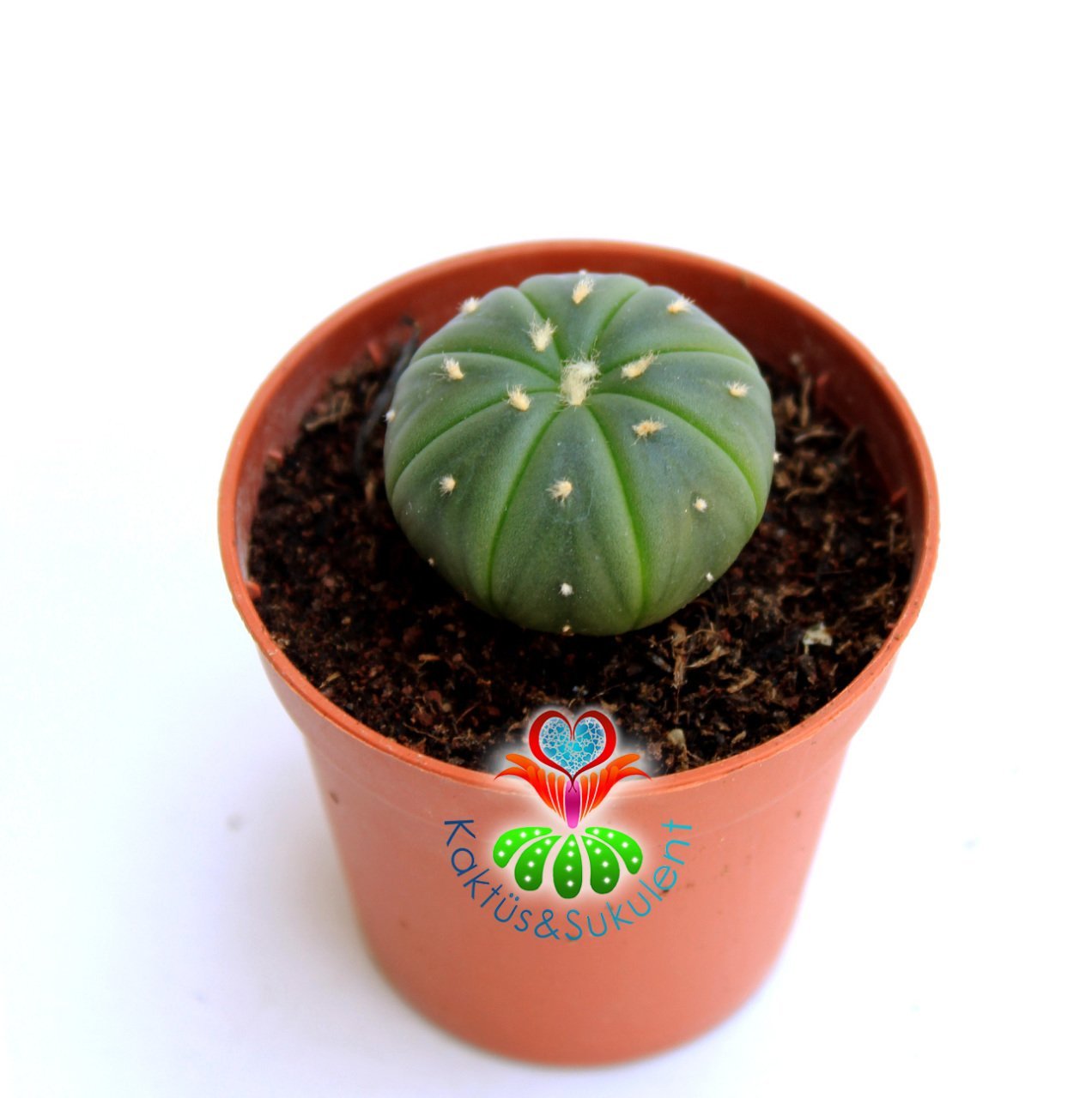 Kaktüs, Astrophytum Asterias Nudum -Çok Nadir Tür Müthiş Fiyata -5,5 cm saksıda Mini Boy