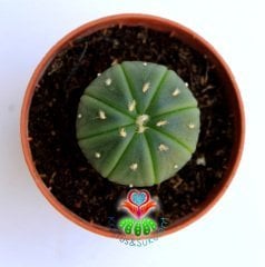 Kaktüs, Astrophytum Asterias Nudum -Çok Nadir Tür Müthiş Fiyata -5,5 cm saksıda Mini Boy