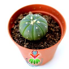 Kaktüs, Astrophytum Asterias Nudum -Çok Nadir Tür Müthiş Fiyata -5,5 cm saksıda Mini Boy
