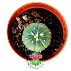 Kaktüs, Astrophytum Asterias Nudum -Çok Nadir Tür Müthiş Fiyata -5,5 cm saksıda Mini Boy