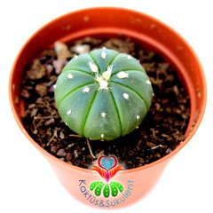 Kaktüs, Astrophytum Asterias Nudum -Çok Nadir Tür Müthiş Fiyata -5,5 cm saksıda Mini Boy