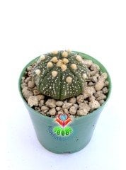 Astrophytum Asterias Oobio -5,5 cm Saksıda Çok Nadir Tür Koleksiyonluk