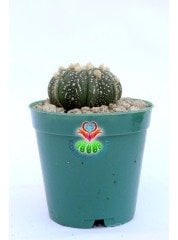 Astrophytum Asterias Oobio -5,5 cm Saksıda Çok Nadir Tür Koleksiyonluk