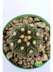Astrophytum Asterias Oobio -5,5 cm Saksıda Çok Nadir Tür Koleksiyonluk