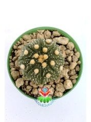 Astrophytum Asterias Oobio -5,5 cm Saksıda Çok Nadir Tür Koleksiyonluk