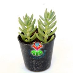 Sedum Reflexum Blue Spruce 5,5 cm Saksılı Sukulent