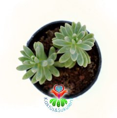 Sedum Reflexum Blue Spruce 5,5 cm Saksılı Sukulent