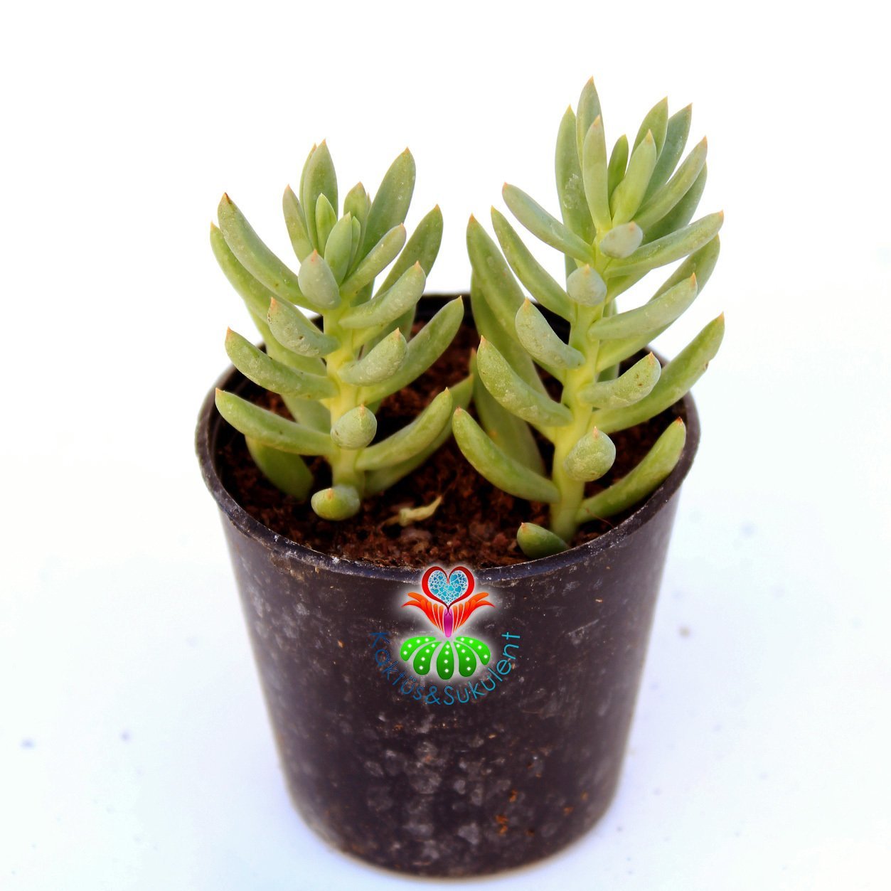 Sedum Reflexum Blue Spruce 5,5 cm Saksılı Sukulent