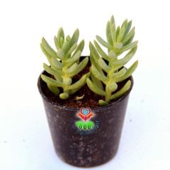 Sedum Reflexum Blue Spruce 5,5 cm Saksılı Sukulent