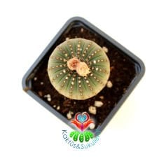 Frailea Castanea -Çok Nadir Tür- Sıradışı Simetrik Formlu min. 4 cm Bitki Çapı-7 cm Saksıda-