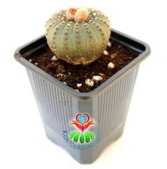 Frailea Castanea -Çok Nadir Tür- Sıradışı Simetrik Formlu min. 4 cm Bitki Çapı-7 cm Saksıda-
