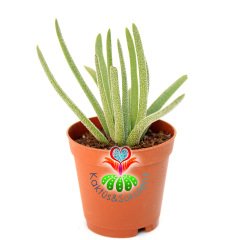 Senecio Sp. Nadir Tür  Sukulent 5,5 cm Saksılı
