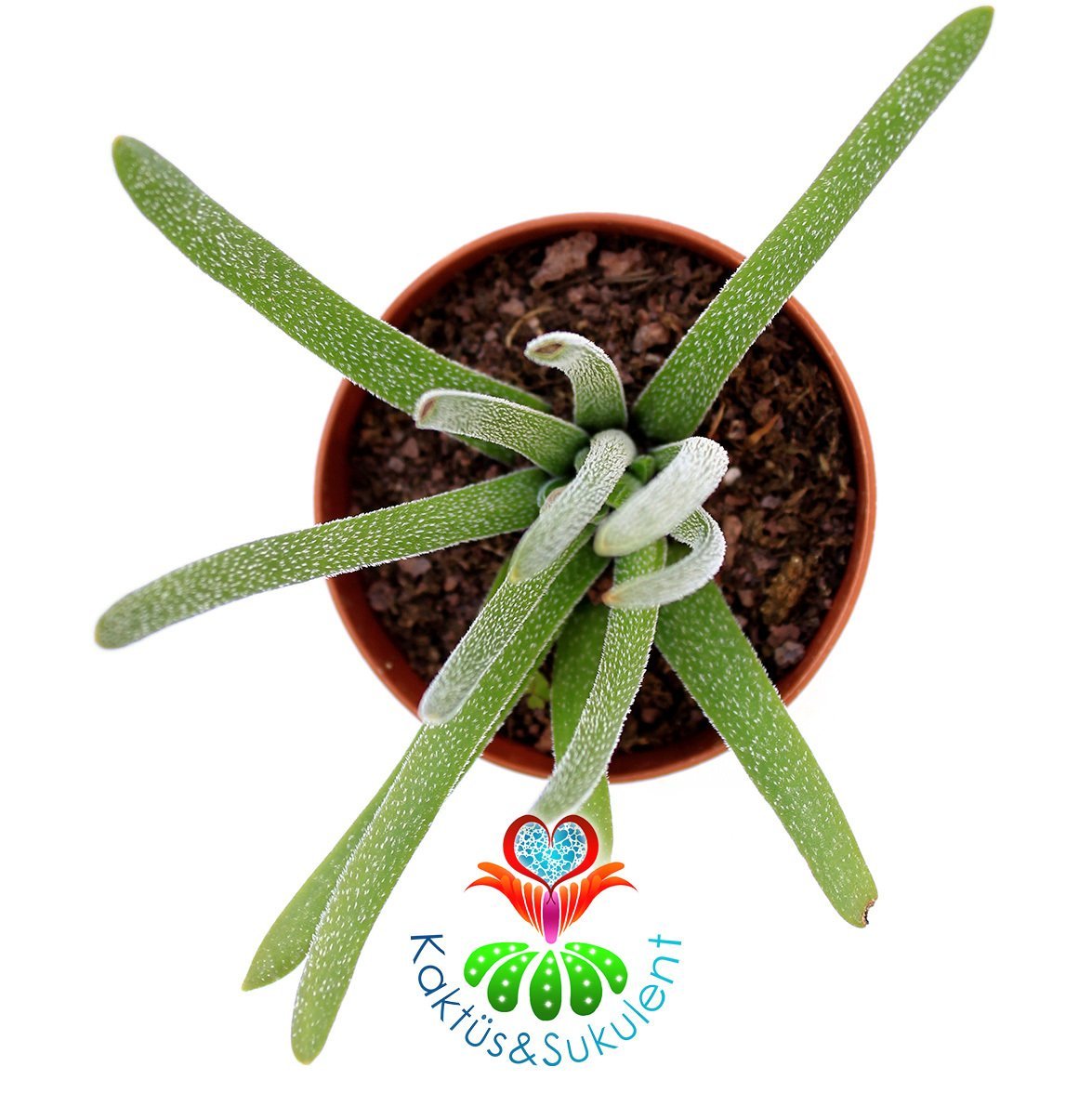 Senecio Sp. Nadir Tür  Sukulent 5,5 cm Saksılı