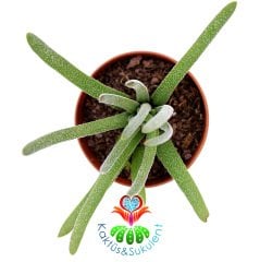 Senecio Sp. Nadir Tür  Sukulent 5,5 cm Saksılı