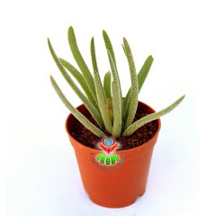 Senecio Sp. Nadir Tür  Sukulent 5,5 cm Saksılı