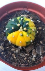 Astrophytum Asterias Oobio Variegata-Çok Nadir Tür 10,5 cm saksıda -Koleksiyonluk Kaktüs