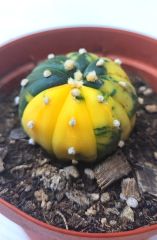 Astrophytum Asterias Oobio Variegata-Çok Nadir Tür 10,5 cm saksıda -Koleksiyonluk Kaktüs