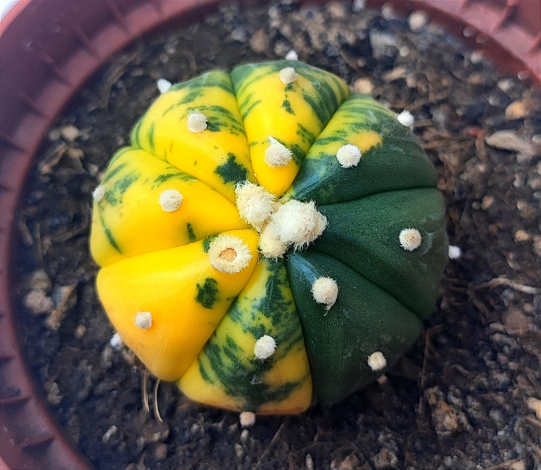 Astrophytum Asterias Oobio Variegata-Çok Nadir Tür 10,5 cm saksıda -Koleksiyonluk Kaktüs