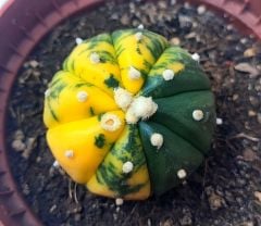 Astrophytum Asterias Oobio Variegata-Çok Nadir Tür 10,5 cm saksıda -Koleksiyonluk Kaktüs