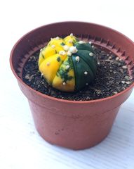Astrophytum Asterias Oobio Variegata-Çok Nadir Tür 10,5 cm saksıda -Koleksiyonluk Kaktüs