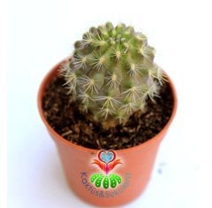 Eriosyce Subgibbosa -Nadir Tür Kaktüs, Başka Yerde Yok -5,5 cm saksı Kahve Renk Koleksiyonluk Kaktüs