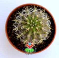 Eriosyce Subgibbosa -Nadir Tür Kaktüs, Başka Yerde Yok -5,5 cm saksı Kahve Renk Koleksiyonluk Kaktüs