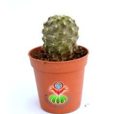 Eriosyce Subgibbosa -Nadir Tür Kaktüs, Başka Yerde Yok -5,5 cm saksı Kahve Renk Koleksiyonluk Kaktüs