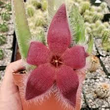 Stapelia Grandiflora Saksı Dolusu 5,5 cm Saksıda- Bordo Renk Çiçek Açar
