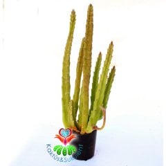 Stapelia Grandiflora Saksı Dolusu 5,5 cm Saksıda- Bordo Renk Çiçek Açar