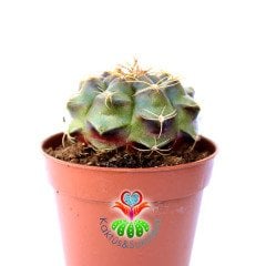 Gymnocalycium Damsii var. Rotundulum 5,5 cm Saksılı Nadir Tür