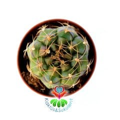 Gymnocalycium Damsii var. Rotundulum 5,5 cm Saksılı Nadir Tür