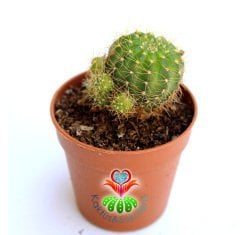 Kaktüs,Echinopsis ''Buttercup''- Sarı Renk Çiçek Açar-Bol Yavru Verir-5,5 cm Saksıda-Nadir Tür