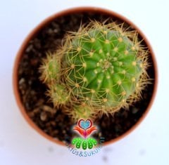 Kaktüs,Echinopsis ''Buttercup''- Sarı Renk Çiçek Açar-Bol Yavru Verir-5,5 cm Saksıda-Nadir Tür