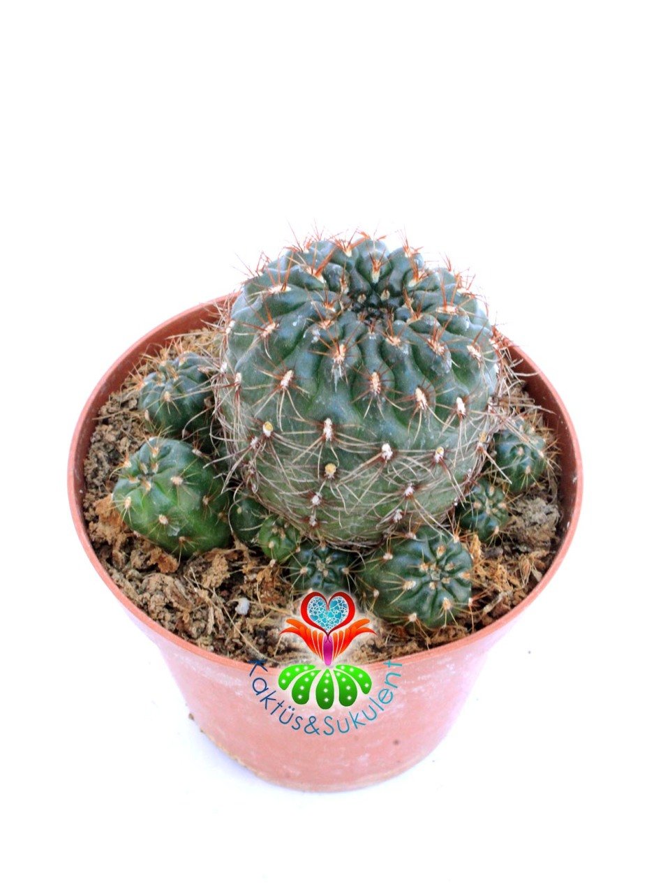 Sulcorebutia Mentosa-Beyaz Renk Çiçek Açar 8 cm saksıda-Koleksiyonluk Kaktüs Çeşidi