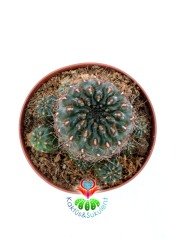 Sulcorebutia Mentosa-Beyaz Renk Çiçek Açar 8 cm saksıda-Koleksiyonluk Kaktüs Çeşidi