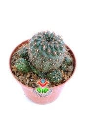 Sulcorebutia Mentosa-Beyaz Renk Çiçek Açar 8 cm saksıda-Koleksiyonluk Kaktüs Çeşidi