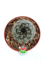 Sulcorebutia Canigueralii var.Aapplanata -Kırmızı Renk Çiçek Açar 8 cm saksıda-Koleksiyonluk Kaktüs Çeşidi